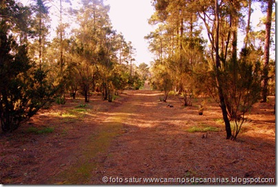 2024 Bosque Faya-Brezal 2024 Bosque Faya-Brezal