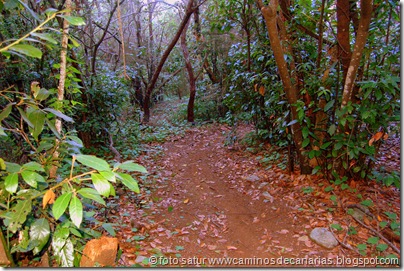 2039 Bosque Faya-Brezal 2039 Bosque Faya-Brezal