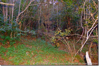 2045 Bosque Faya-Brezal 2045 Bosque Faya-Brezal