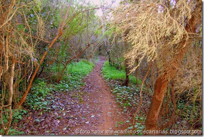 2054 Bosque Faya-Brezal 2054 Bosque Faya-Brezal