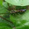 Scoliid Wasp (male)