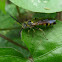 Scoliid Wasp (male)