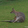 Red necked Wallabies