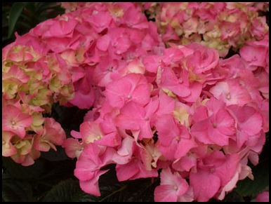 Pink-Hydrangea