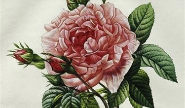 [free-vintage-pink-cabbage-rose-and-rosebud-clip-art[4].jpg]
