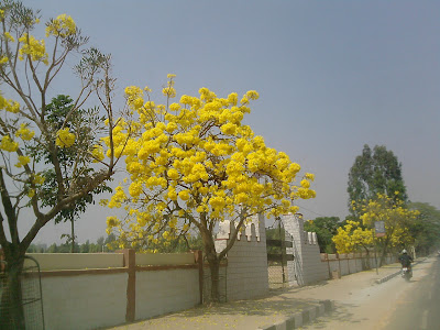 Tree of gold in bloom  in Bengaluru