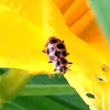Pink spotted lady beetle