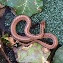 Brown Snake or DeKay's Snake