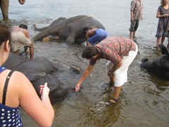 Elephant training camp, outside Kochi, Kerala, India