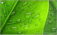 Dew On Leaf