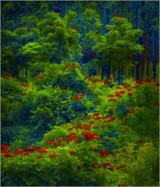 Hawaii Monet