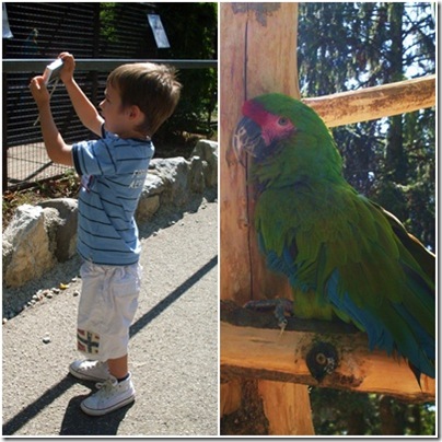 pappagalli a Minitalia Leolandia