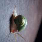 Green Mountain snail