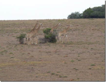 12-04-2009 001 Giraffes along highway