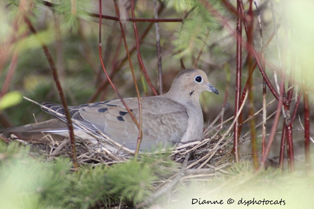 IMG_7335 Nesting Dove
