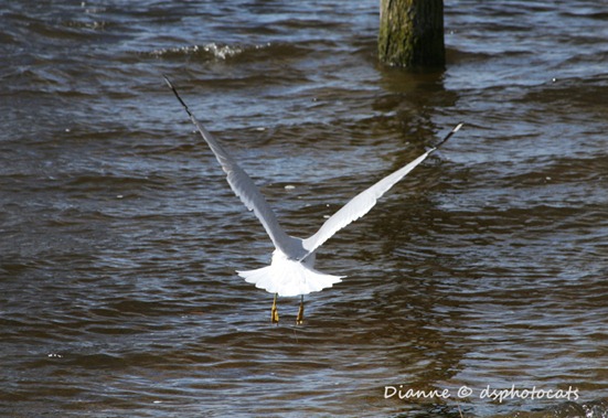 Wings Toward Heaven