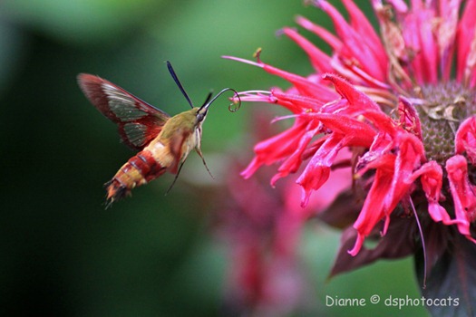 IMG_6139 (2) Hummingbird Moth