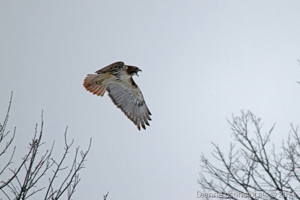 IMG_1982_Red-Tailed Hawk_crop