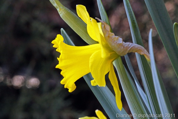 IMG_9637_Daffodils