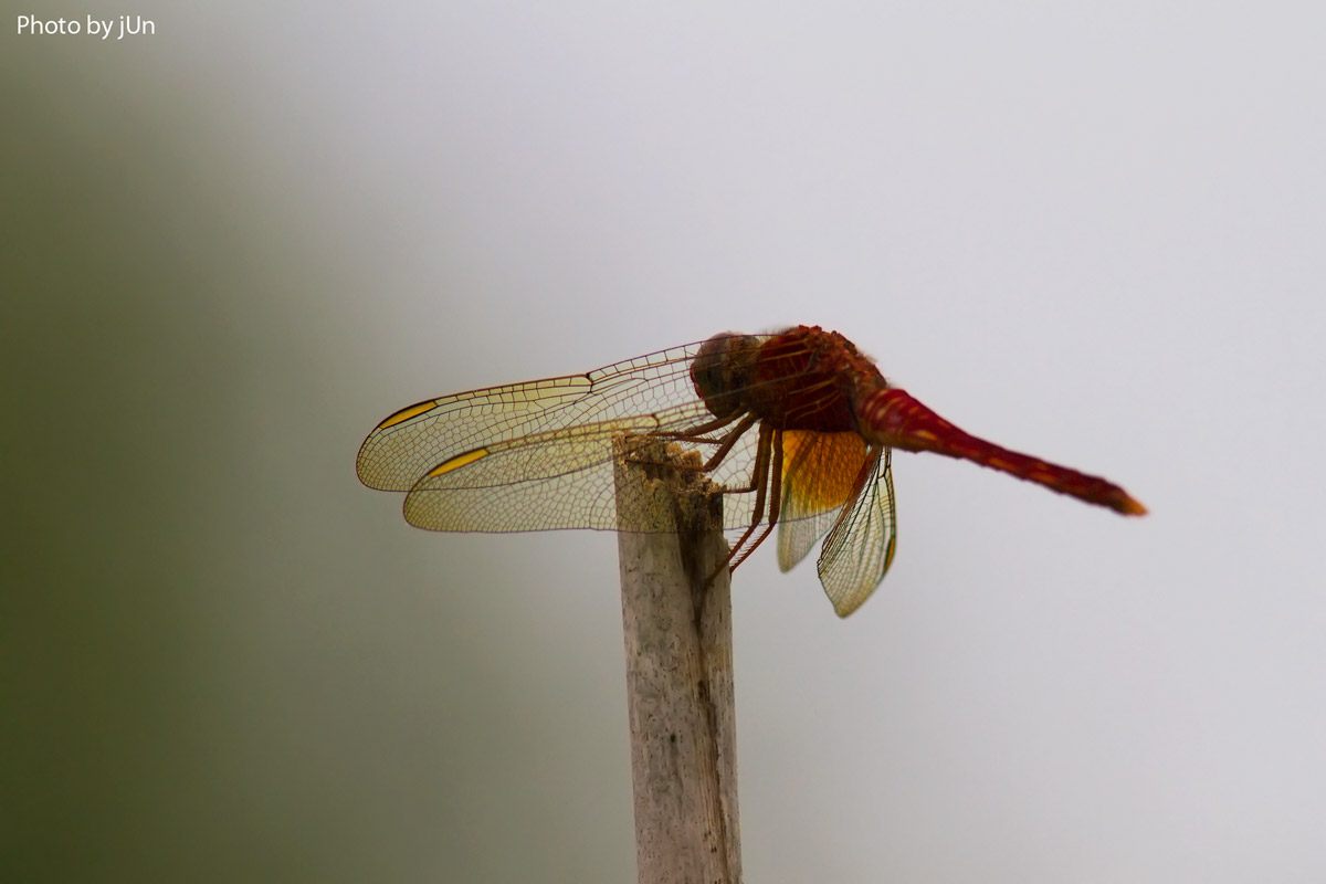 Scarlet darter