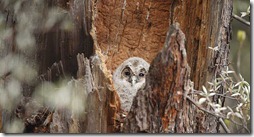 Bing_Background_UralOwl