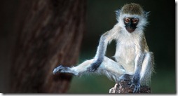 Bing_Background_VervetMonkey