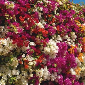 [Bougainvillea_Assort_08-01[4].jpg]