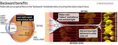 It looks wrong, but the strange, "backwards" structure of the vertebrate retina actually improves vision