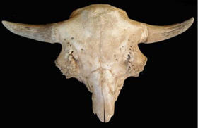 Cranium of 14,000 year old Bison antiquus from Ayer Pond, Orcas Island, Salish Sea. Source: Kenady et al. 2010 (in press)