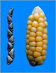 The Mexican grass called Teosinte (left) and modern maize (right)