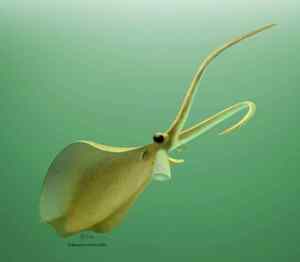 A reconstruction of Nectocaris pteryx.