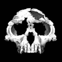 Ardipithecus ramidus