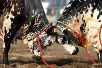 The UAE has a great history of bull butting with depictions of the humped animal found on pre-Islamic pottery