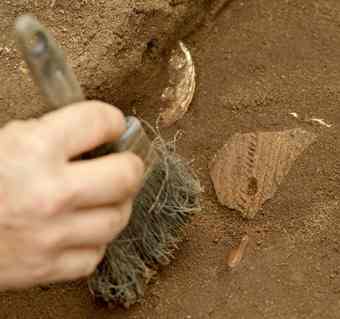An incised ceramic shard is uncovered near an oyster shell in a layer that dates back to 1190 A.D., based on carbon dating done at the site. 