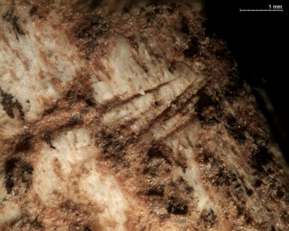 [lion-killed-hominids-detail_21522_600x450[5].jpg]