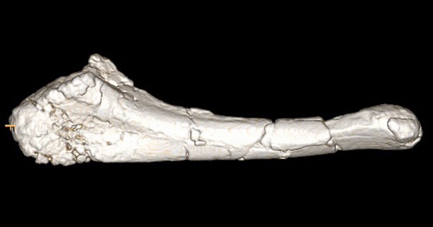 [dinosaur-ulna-bone-scan[5].jpg]