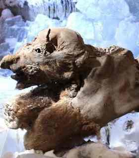 Mammoth Khoma is seen in March 2010 in Yakutsk. Discovered in the permafrost of northern Siberia just last year, this rare example of prehistoric monster is on its way to Paris to be analysed, treated for the germs it's harbouring and eventually placed on display.