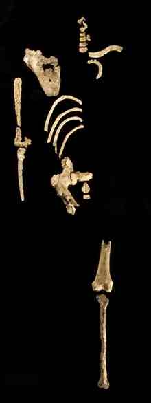 1Anatomically arranged elements of partial skeleton KSD-VP-1/1. The male Australopithecus afarensis specimen found in Ethiopia was nicknamed "Kadanuumuu."