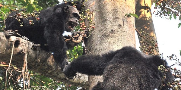 [Chimpanzees[6].jpg]