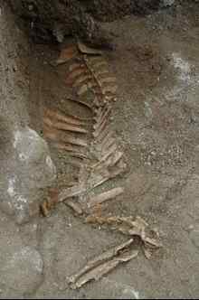The neck and jaw of a cow skeleton found during a dig of the Whitehall Lawn on Clarence Street in St. Georges.