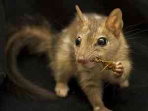 The ancient animal may be ancestor of current marsupial carnivores such as the quoll, also known as native cat 