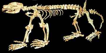 In this undated photo supplied by The University of New South Wales Friday, July 16, 2010, composite skeleton of the sheep-sized extinct, wombat-like marsupial called Nimbadon lavarackorum is pictured in Sydney, Australia. University of New South Wales researchers have unearthed 26 such skulls from a cave in the Riversleigh World Heritage fossil field, 250 km (155 miles) north-west of Mt Isa, Queensland, Australia.