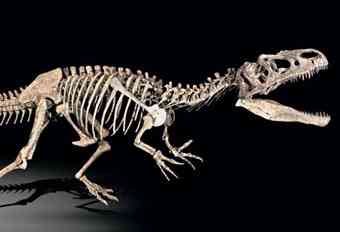 Lot 58: An Allosaurus skeleton, estimated at 800,000+ Euros