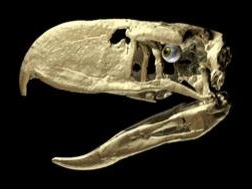 [dn19334-2_300[7].jpg]