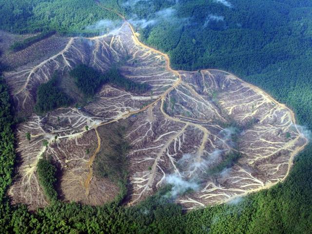 [Eyewitness-Deforestation--004.jpg]