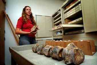 Susan Bowman, Bureau of Land Management intern, standing next to fossilized plesiosaur vertebrae at a CSUS laboratory in Turlock. The 65 million year old lizard fossil was excavated near Fresno in the Panoche Hills area. August 10, 2010