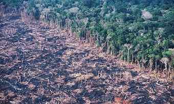 Deforestation of Brazilian Rainforest