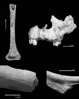 Examples of human damage on human remains of TD6 of Gran Dolina. Top left, humerus of an infantile specimen without evident human modifications; top right, maxilla that shows a percussion pit on the zygomatic process; bottom left, cut marks on the shaft fragment of tibia—these incisions are related to defleshing of the corpse; bottom right, human rib with incisions on the ventral side of angle.