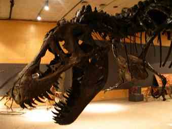Broken bones and teeth marks indicate that Stan, part of Cranbrook's "World of Dinosaurs," was attacked by another T. rex.