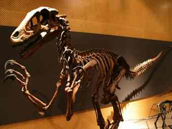 The Utahraptor's claws made it a fearsome predator. The exhibit also features a T. rex named Stan.